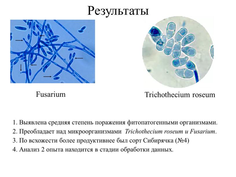 Результаты Trichothecium roseum