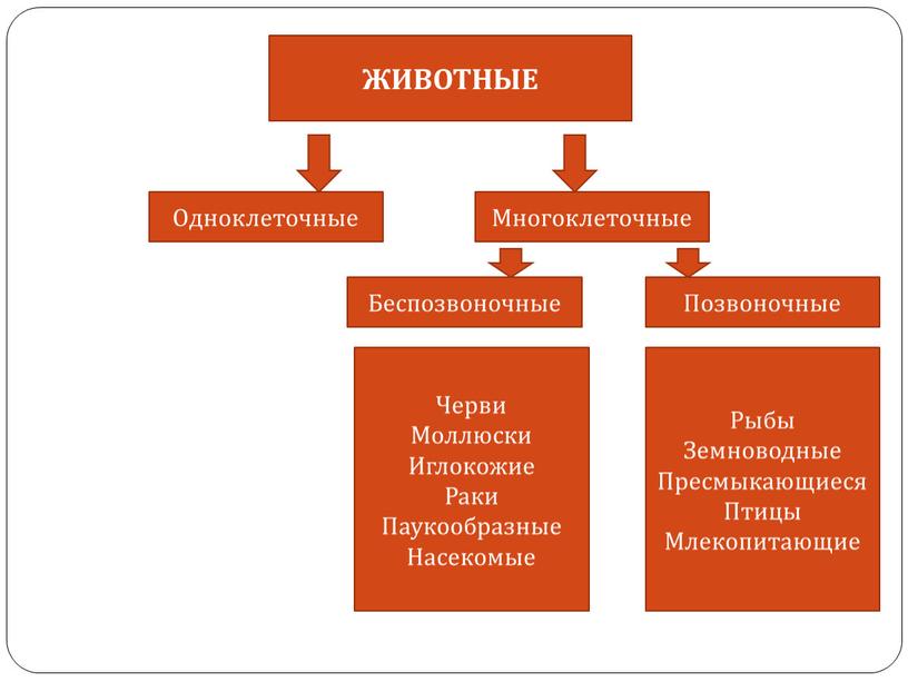 ЖИВОТНЫЕ Одноклеточные Многоклеточные