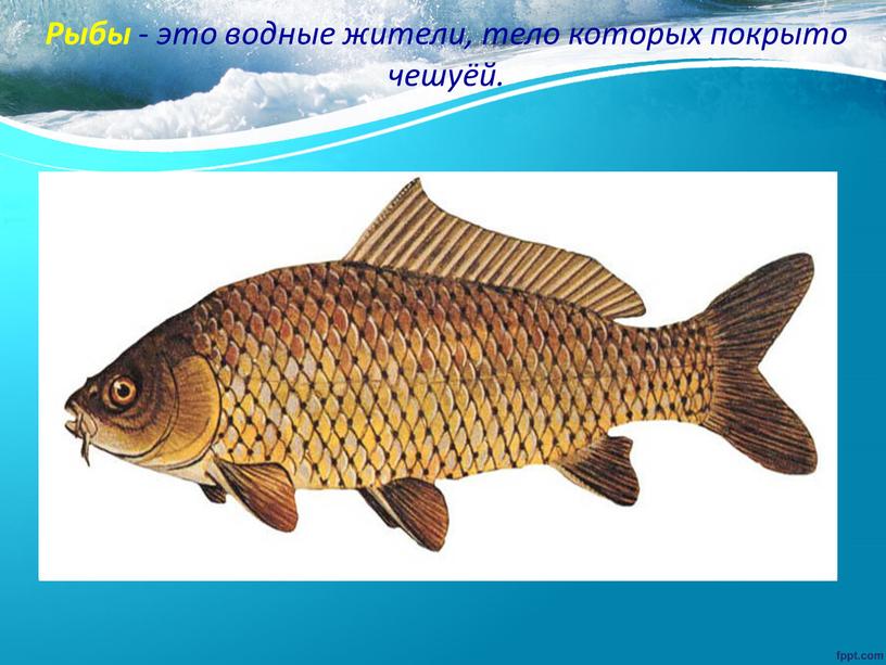 Рыбы - это водные жители, тело которых покрыто чешуёй