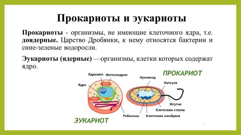 Прокариоты и эукариоты Прокариоты - организмы, не имеющие клеточного ядра, т
