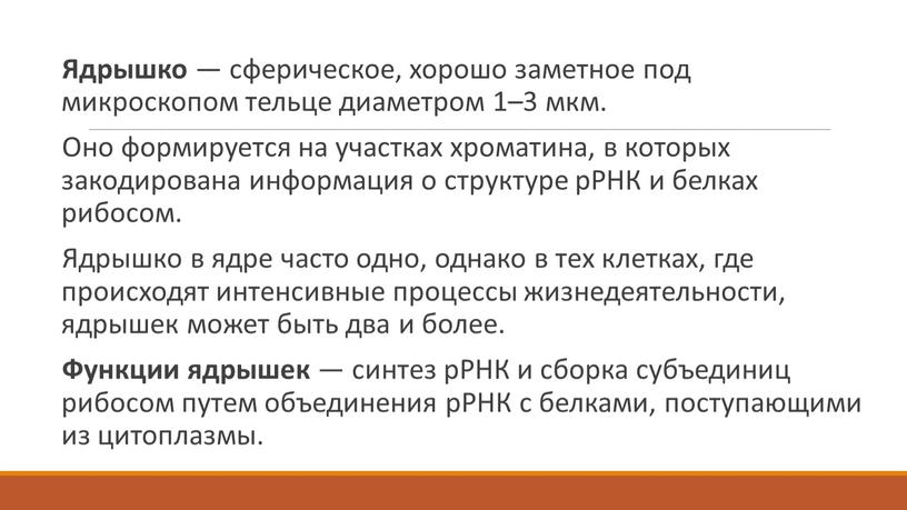 Ядрышко — сферическое, хорошо заметное под микроскопом тельце диаметром 1–3 мкм