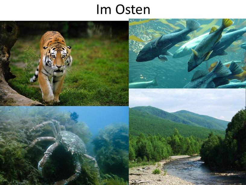 Im Osten