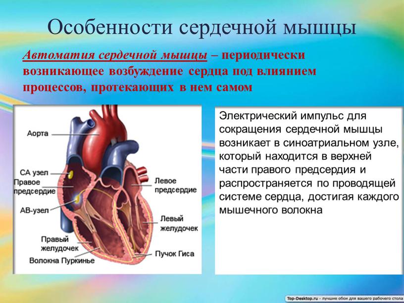 Особенности сердечной мышцы Автоматия сердечной мышцы – периодически возникающее возбуждение сердца под влиянием процессов, протекающих в нем самом