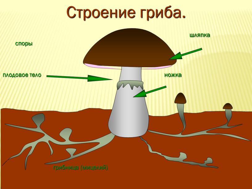 шляпка грибница (мицелий) плодовое тело ножка Строение гриба. споры