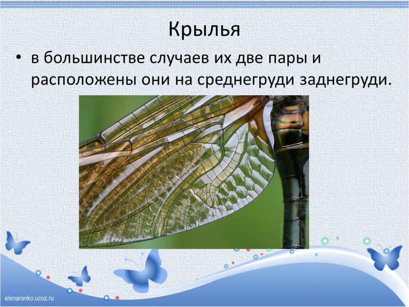 Крылья в большинстве случаев их две пары и расположены они на среднегруди заднегруди