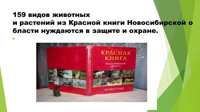 Красной книги Новосибирской области нуждаются в защите и охране