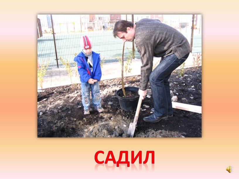 садил