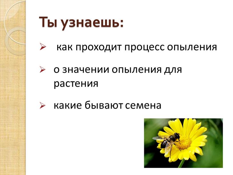 Ты узнаешь: как проходит процесс опыления о значении опыления для растения какие бывают семена