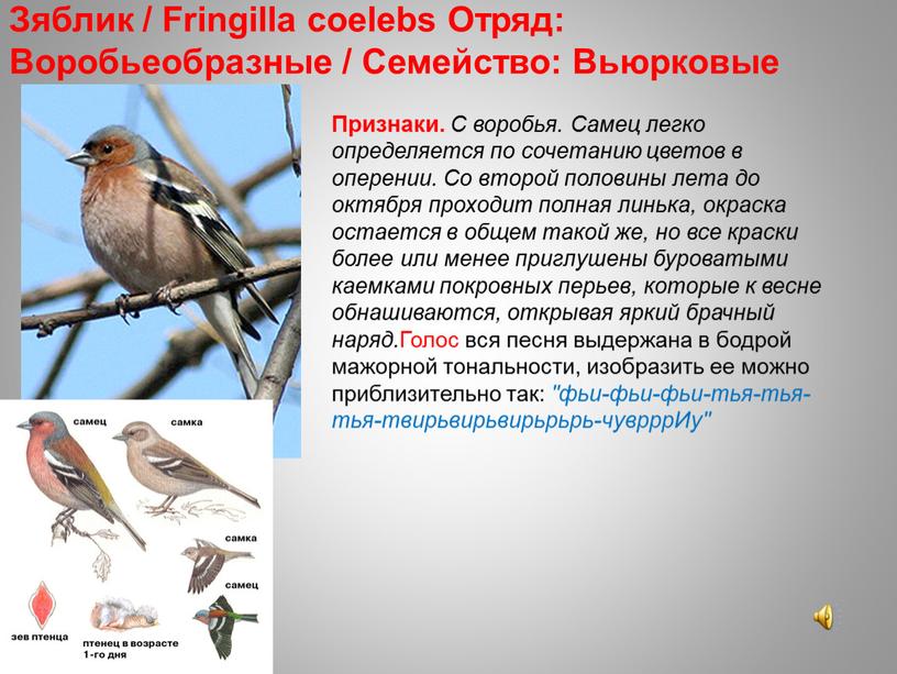 Зяблик / Fringilla coelebs Отряд: