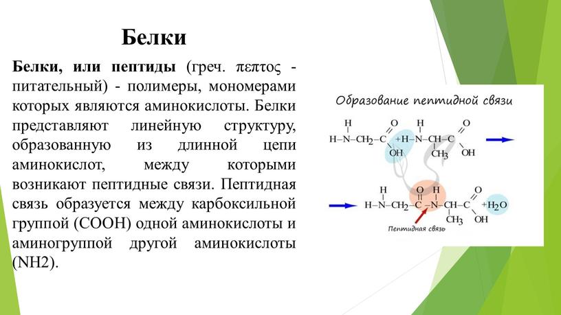 Белки Белки, или пептиды (греч