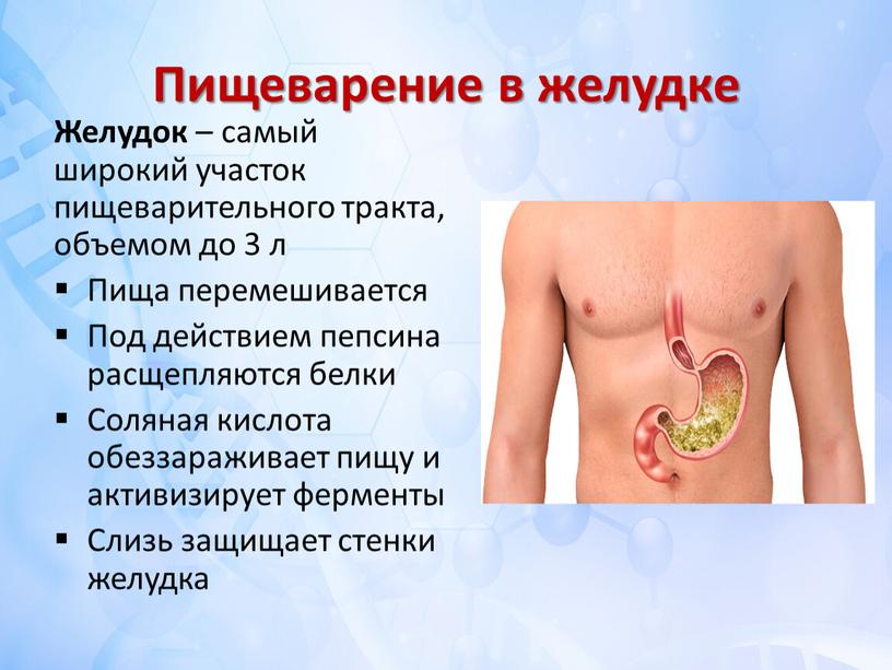 Пищеварение в желудке Желудок – самый широкий участок пищеварительного тракта, объемом до 3 л