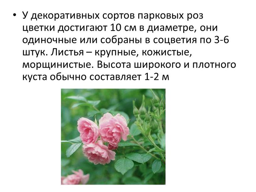 У декоративных сортов парковых роз цветки достигают 10 см в диаметре, они одиночные или собраны в соцветия по 3-6 штук