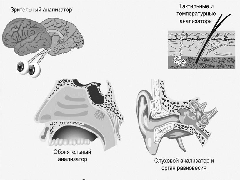 Эстезиология. Сенсорные системы. Анализаторы