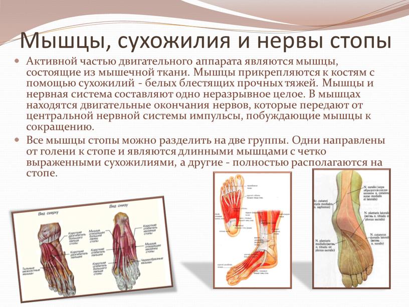 Мышцы, сухожилия и нервы стопы