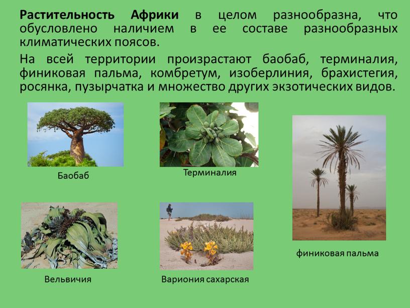Растительность Африки в целом разнообразна, что обусловлено наличием в ее составе разнообразных климатических поясов