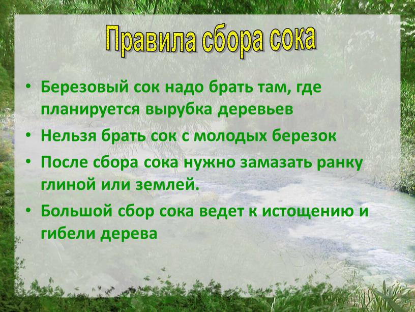 Березовый сок надо брать там, где планируется вырубка деревьев