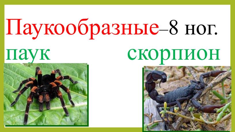 Паукообразные–8 ног. паук скорпион