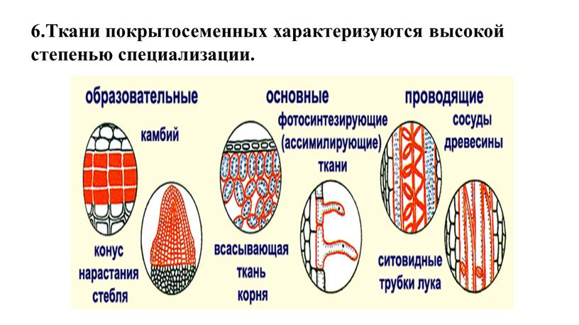 Ткани покрытосеменных характеризуются высокой степенью специализации