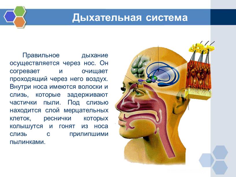 Правильное дыхание осуществляется через нос