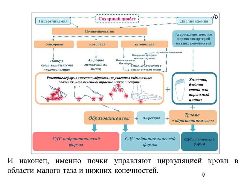 И наконец, именно почки управляют циркуляцией крови в области малого таза и нижних конечностей