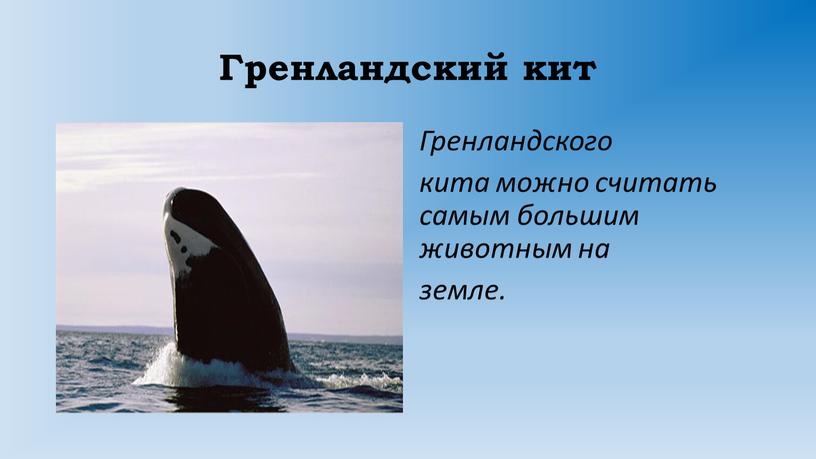 Гренландский кит Гренландского кита можно считать самым большим животным на земле