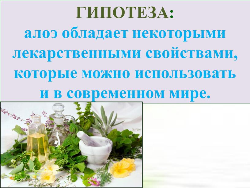 ГИПОТЕЗА: алоэ обладает некоторыми лекарственными свойствами, которые можно использовать и в современном мире