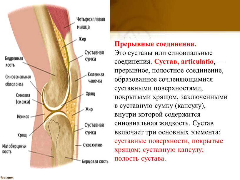 Прерывные соединения. Это суставы или синовиальные соединения