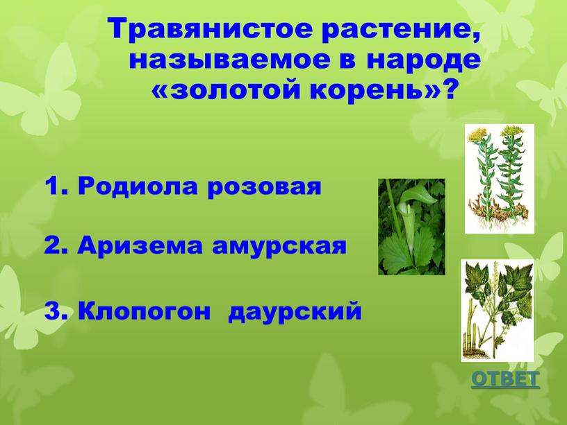 Травянистое растение, называемое в народе «золотой корень»?