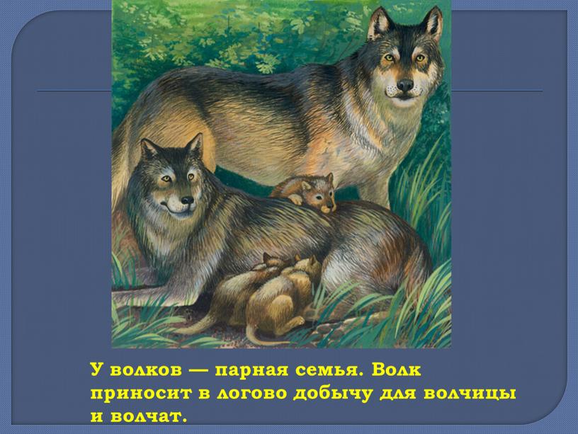 У волков — парная семья. Волк приносит в логово добычу для волчицы и волчат