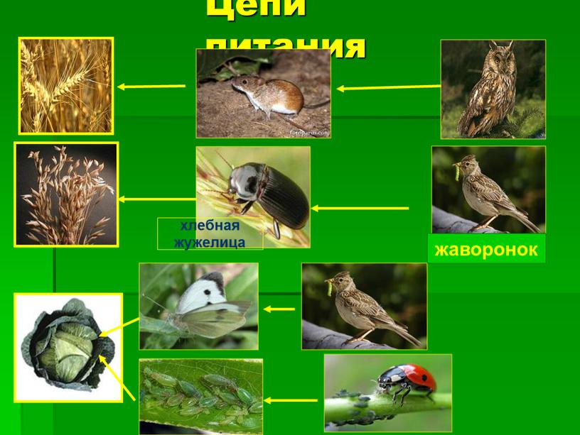 Цепи питания хлебная жужелица жаворонок