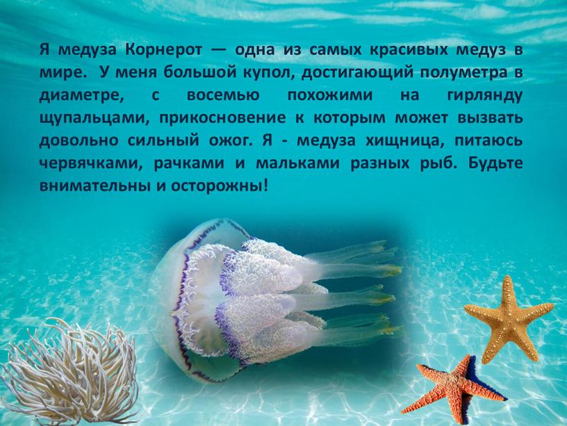 Я медуза Корнерот — одна из самых красивых медуз в мире