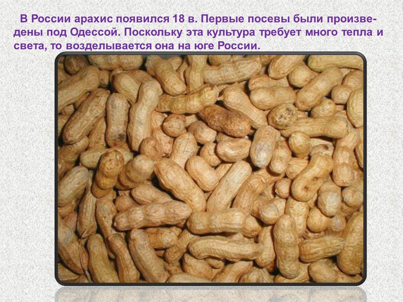 В России арахис появился 18 в.
