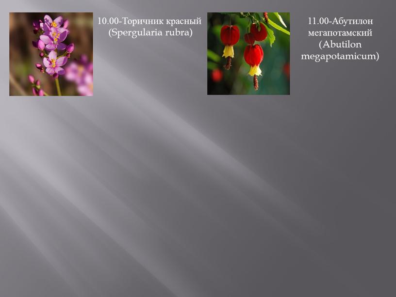 Торичник красный (Spergularia rubra) 11