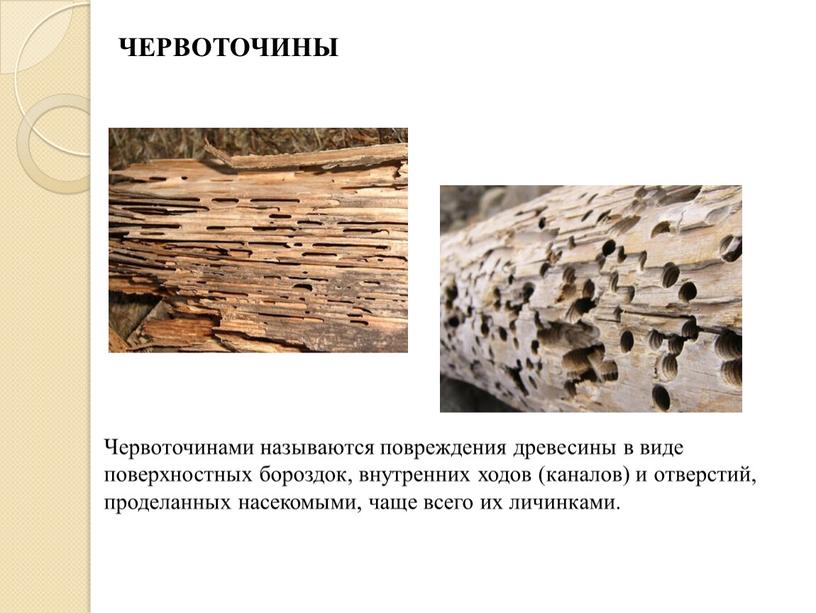 ЧЕРВОТОЧИНЫ Червоточинами называются повреждения древесины в виде поверхностных бороздок, внутренних ходов (каналов) и отверстий, проделанных насекомыми, чаще всего их личинками