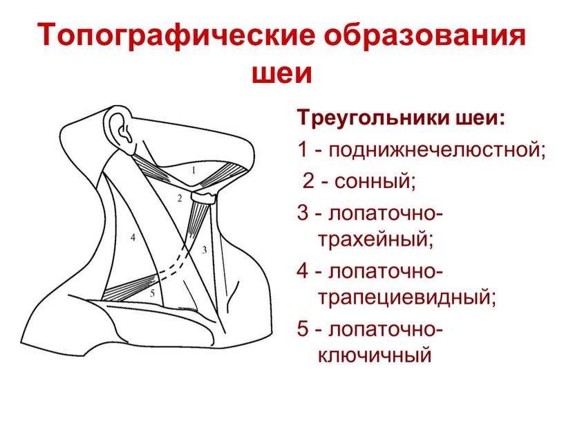 Топографические образования шеи