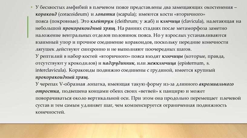 У бесхвостых амфибий в плечевом поясе представлены два замещающих окостенения – коракоид (coracoideum) и лопатка (scapula); имеются кости «вторичного» пояса (покровные)