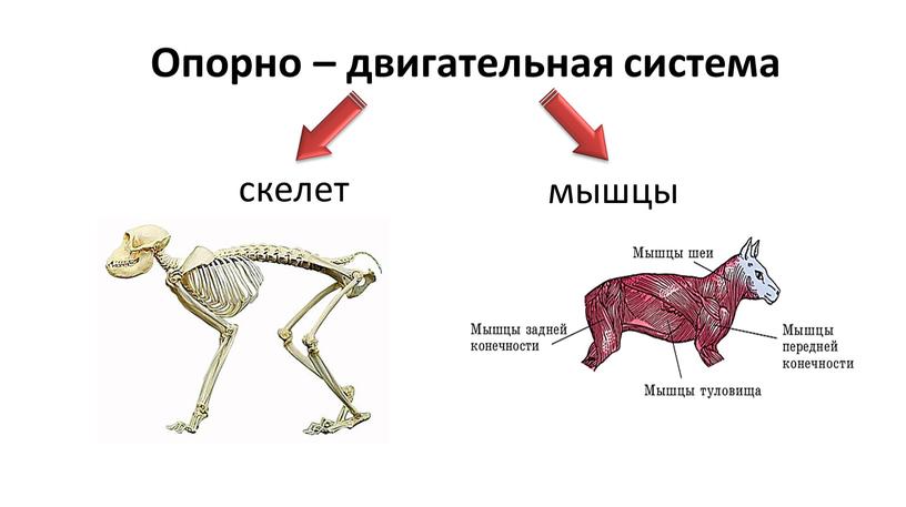 Опорно – двигательная система скелет мышцы