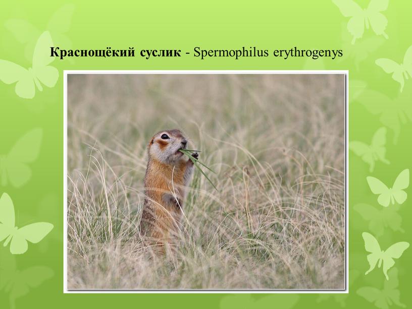 Краснощёкий суслик - Spermophilus erythrogenys