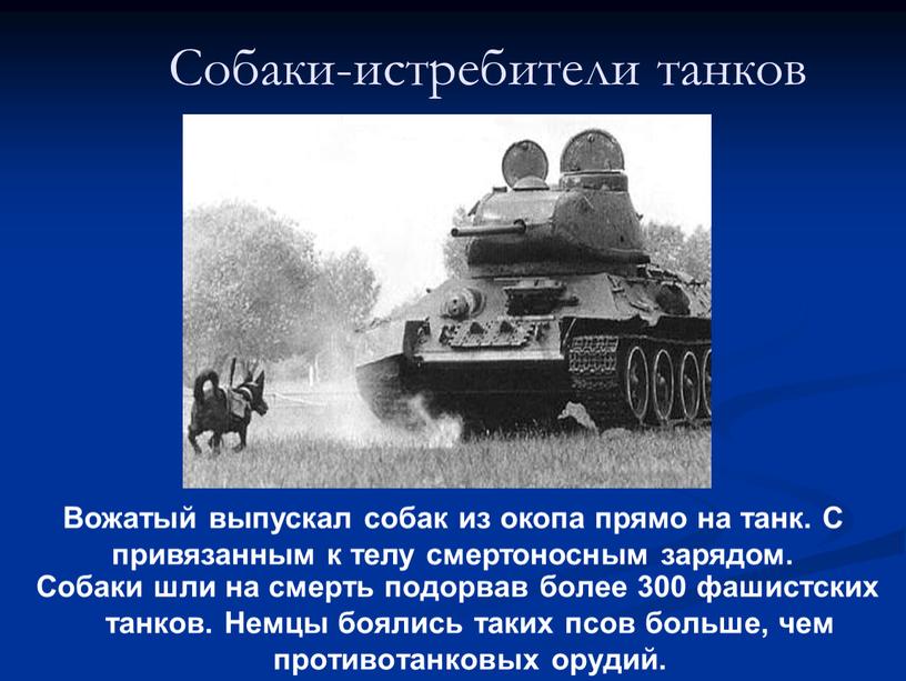 Собаки-истребители танков Собаки шли на смерть подорвав более 300 фашистских танков