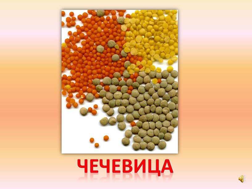 чечевица