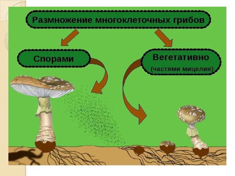 Как грибы размножаются?