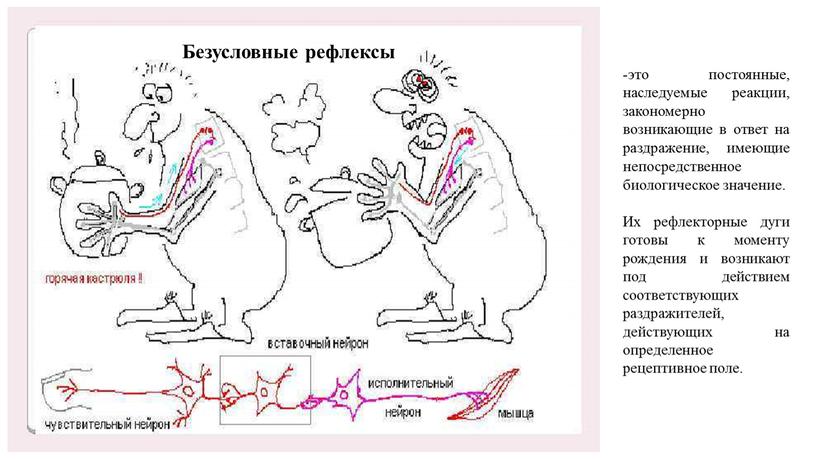 Безусловные рефлексы это постоянные, наследуемые реакции, закономерно возникающие в ответ на раздражение, имеющие непосредственное биологическое значение