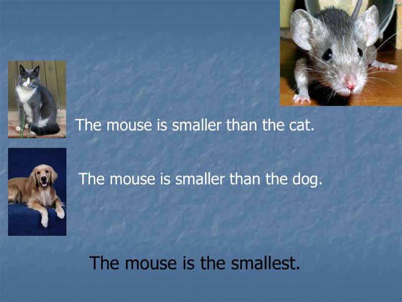 The mouse is smaller than the cat