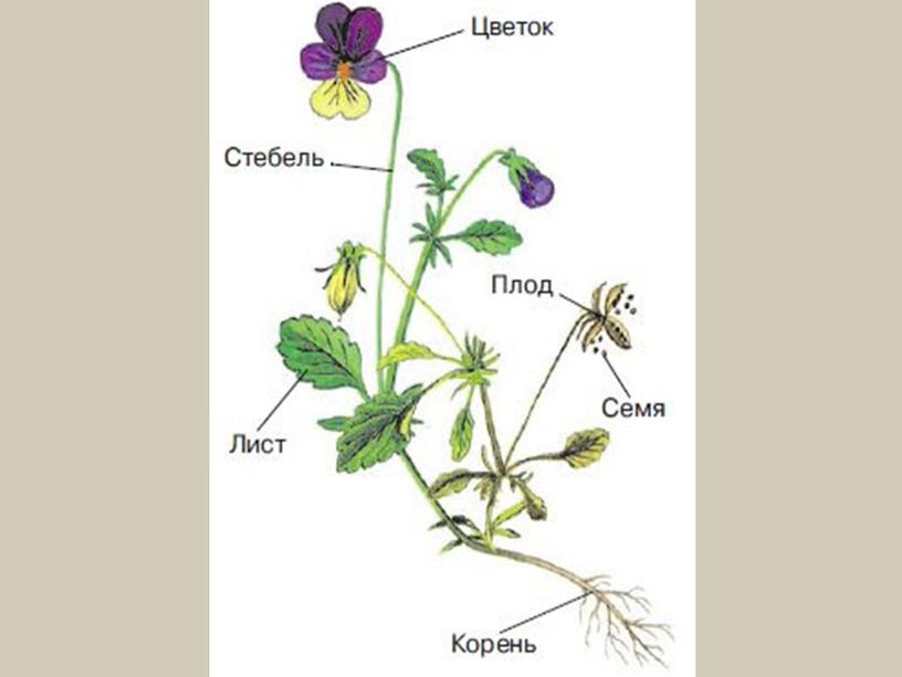 «Рост и развитие растительного   организма»