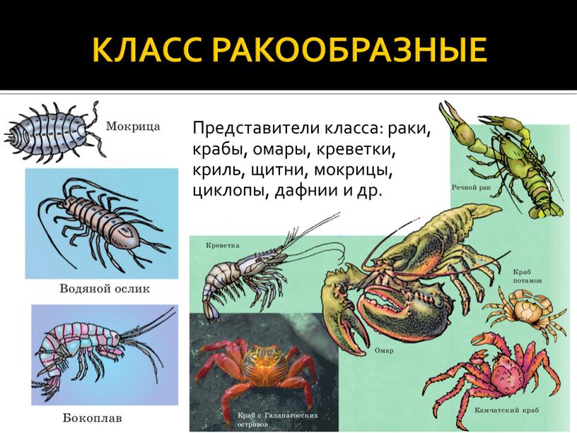 КЛАСС РАКООБРАЗНЫЕ Представители класса: раки, крабы, омары, креветки, криль, щитни, мокрицы, циклопы, дафнии и др