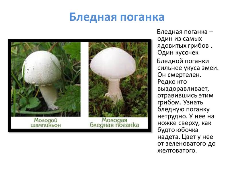 Бледная поганка Бледная поганка – один из самых ядовитых грибов