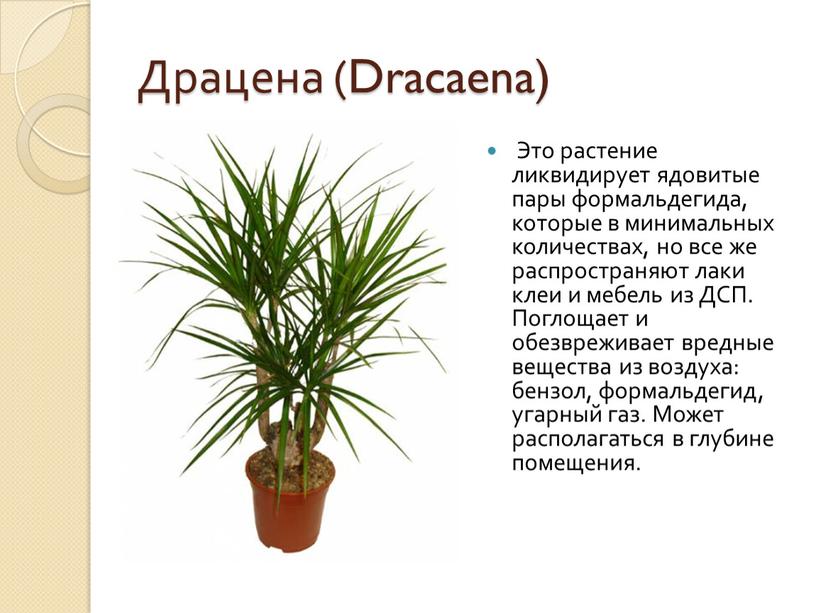 Драцена (Dracaena) Это растение ликвидирует ядовитые пары формальдегида, которые в минимальных количествах, но все же распространяют лаки клеи и мебель из