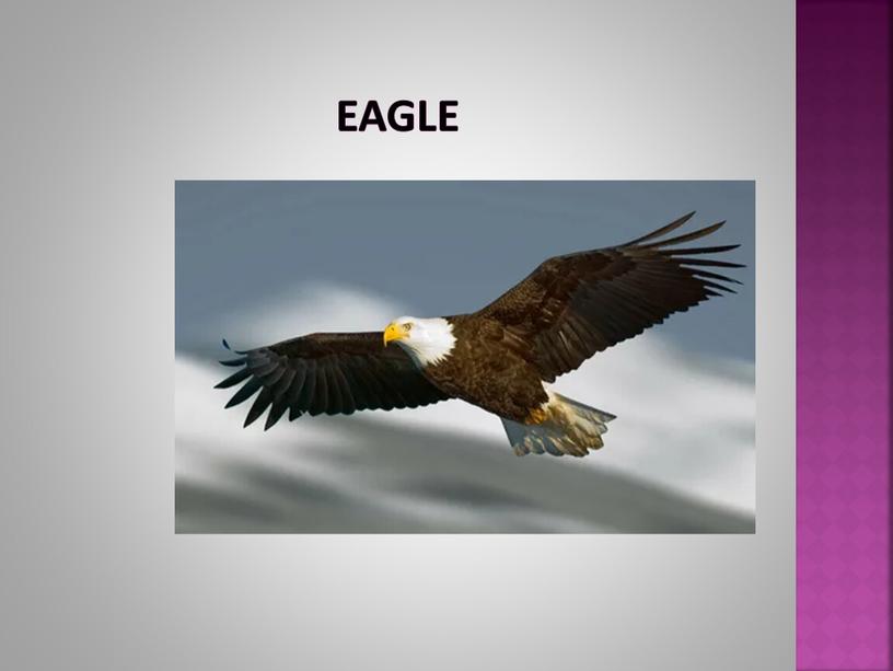 Eagle