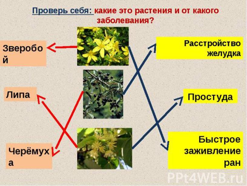 Обучаюшая презентация для дошкольников