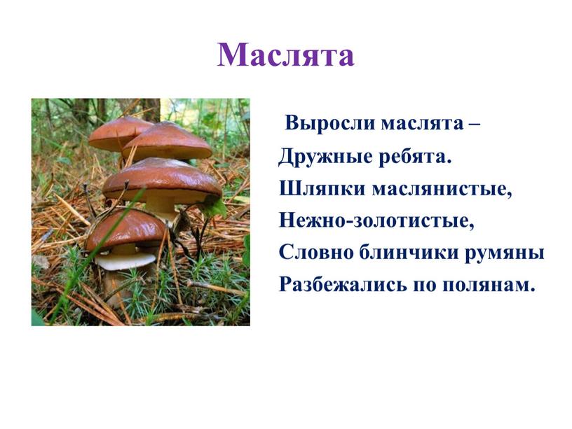 Маслята Выросли маслята – Дружные ребята